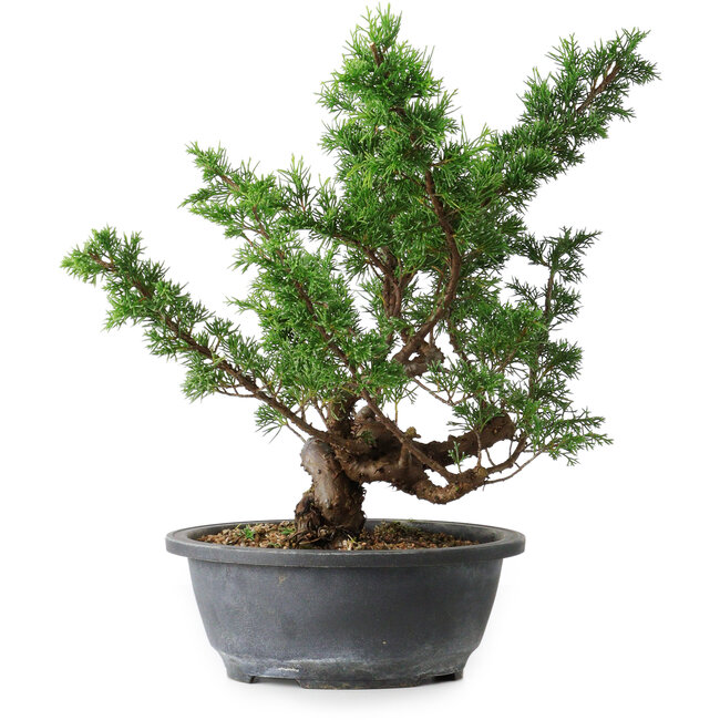 Juniperus chinensis Itoigawa, 37 cm, ± 15 Jahre alt