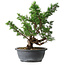 Juniperus chinensis Itoigawa, 37 cm, ± 15 ans