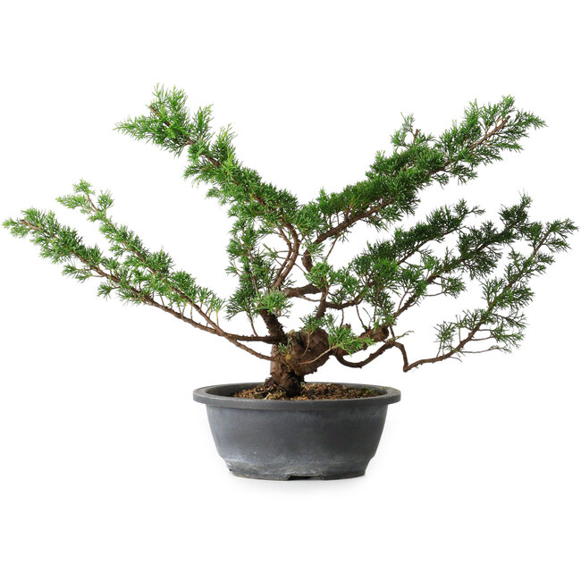 Juniperus chinensis Itoigawa, 37 cm, ± 15 años