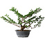 Juniperus chinensis Itoigawa, 37 cm, ± 15 ans