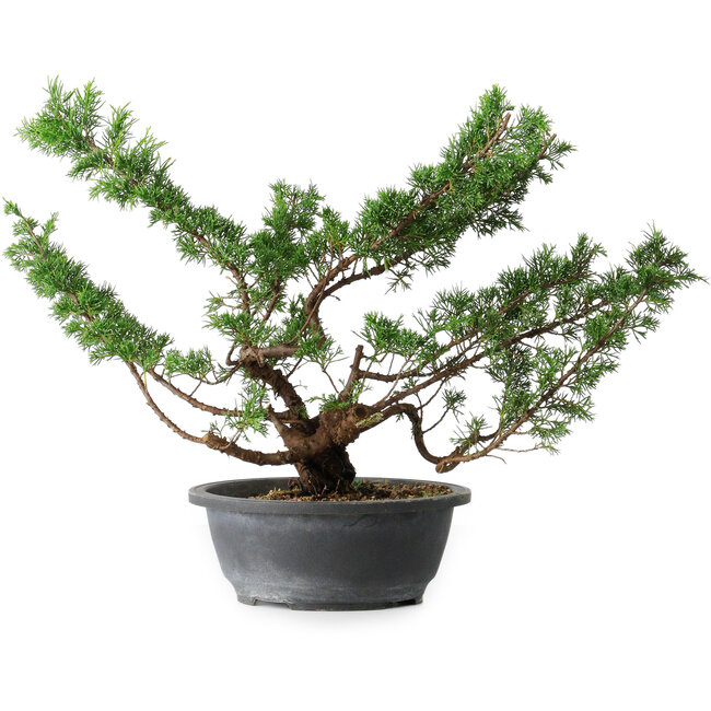 Juniperus chinensis Itoigawa, 37 cm, ± 15 anni