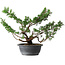 Juniperus chinensis Itoigawa, 37 cm, ± 15 jaar oud