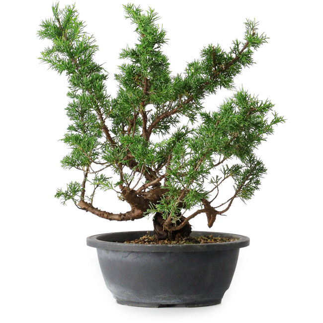 Juniperus chinensis Itoigawa, 37 cm, ± 15 ans