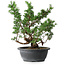 Juniperus chinensis Itoigawa, 37 cm, ± 15 anni