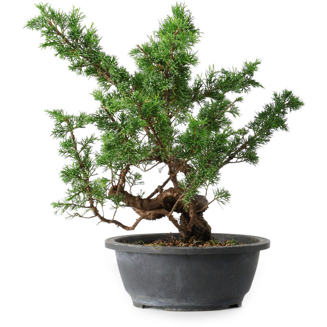 Juniperus chinensis Itoigawa, 37 cm, ± 15 anni