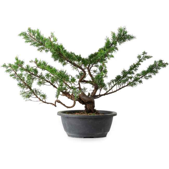 Juniperus chinensis Itoigawa, 37 cm, ± 15 years old