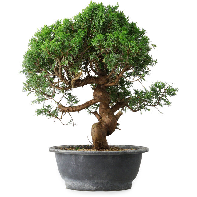 Juniperus chinensis Itoigawa, 36 cm, ± 15 años