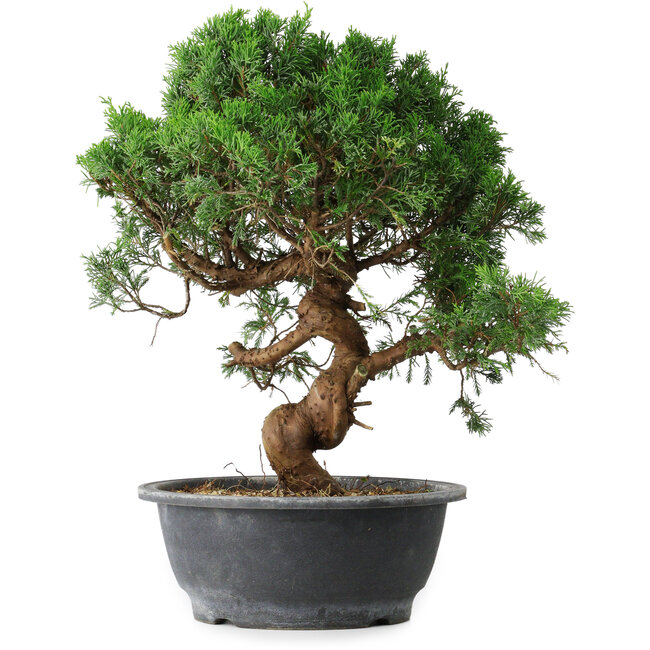 Juniperus chinensis Itoigawa, 36 cm, ± 15 Jahre alt