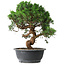 Juniperus chinensis Itoigawa, 36 cm, ± 15 anni