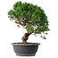 Juniperus chinensis Itoigawa, 36 cm, ± 15 anni