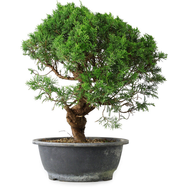 Juniperus chinensis Itoigawa, 36 cm, ± 15 Jahre alt