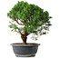 Juniperus chinensis Itoigawa, 36 cm, ± 15 Jahre alt