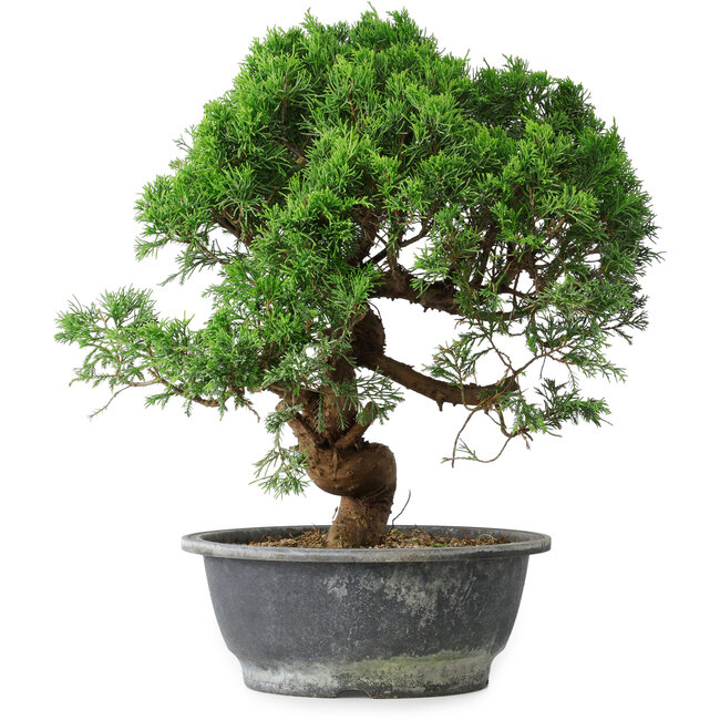 Juniperus chinensis Itoigawa, 36 cm, ± 15 ans
