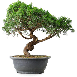 Juniperus chinensis Itoigawa, 36 cm, ± 15 ans