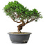 Juniperus chinensis Itoigawa, 36 cm, ± 15 anni