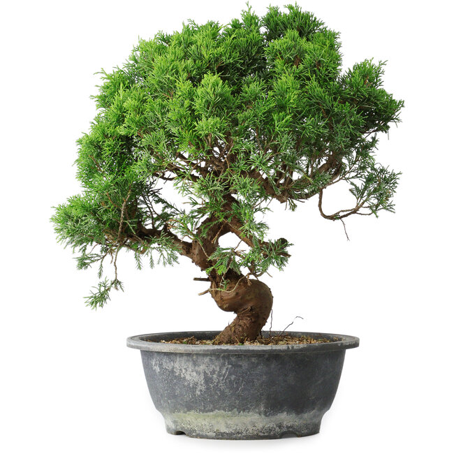 Juniperus chinensis Itoigawa, 36 cm, ± 15 años