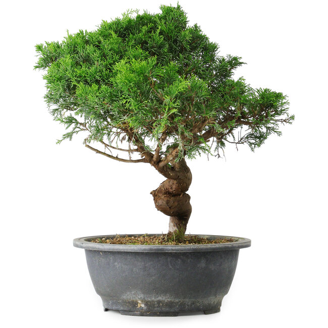 Juniperus chinensis Itoigawa, 36 cm, ± 15 años