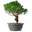 Juniperus chinensis Itoigawa, 36 cm, ± 15 Jahre alt