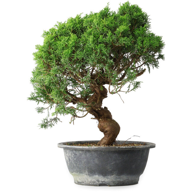 Juniperus chinensis Itoigawa, 36 cm, ± 15 anni