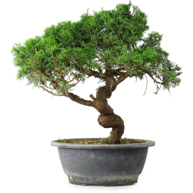 Juniperus chinensis Itoigawa, 36 cm, ± 15 Jahre alt