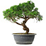 Juniperus chinensis Itoigawa, 36 cm, ± 15 years old