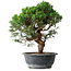 Juniperus chinensis Itoigawa, 36 cm, ± 15 years old