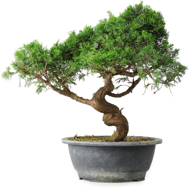 Juniperus chinensis Itoigawa, 36 cm, ± 15 jaar oud