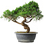 Juniperus chinensis Itoigawa, 36 cm, ± 15 anni