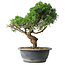 Juniperus chinensis Itoigawa, 36 cm, ± 15 years old