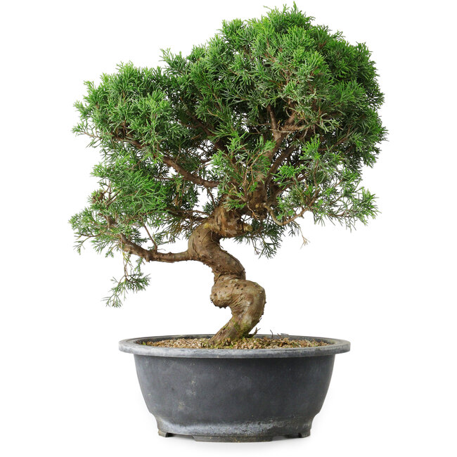 Juniperus chinensis Itoigawa, 36 cm, ± 15 jaar oud