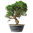 Juniperus chinensis Itoigawa, 36 cm, ± 15 anni