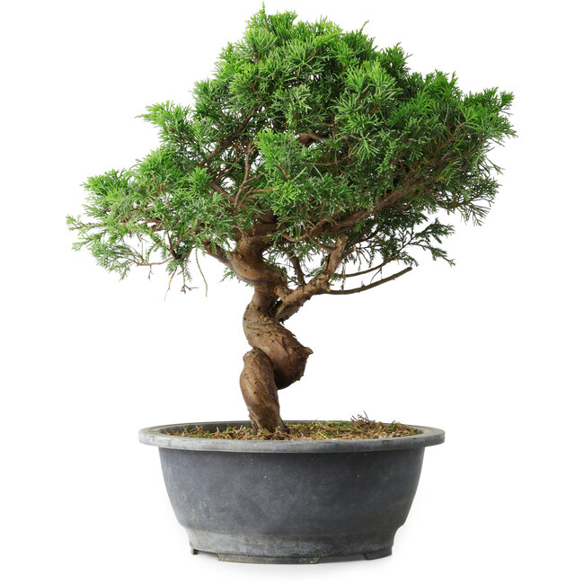 Juniperus chinensis Itoigawa, 36 cm, ± 15 ans