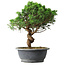 Juniperus chinensis Itoigawa, 36 cm, ± 15 jaar oud