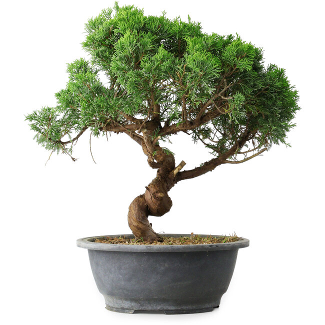 Juniperus chinensis Itoigawa, 36 cm, ± 15 años