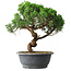 Juniperus chinensis Itoigawa, 36 cm, ± 15 Jahre alt