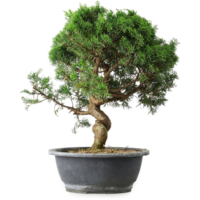 Juniperus chinensis Itoigawa, 36 cm, ± 15 Jahre alt