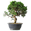 Juniperus chinensis Itoigawa, 36 cm, ± 15 jaar oud