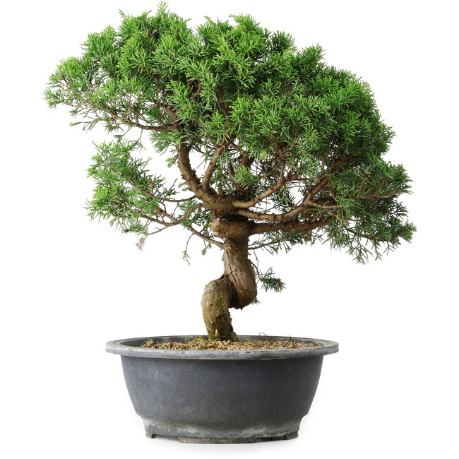 Juniperus chinensis Itoigawa, 36 cm, ± 15 años