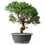 Juniperus chinensis Itoigawa, 36 cm, ± 15 years old