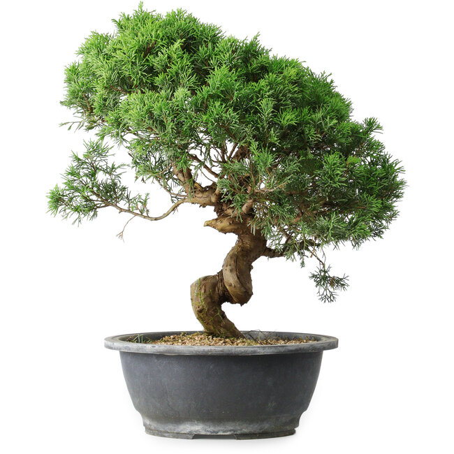Juniperus chinensis Itoigawa, 36 cm, ± 15 years old