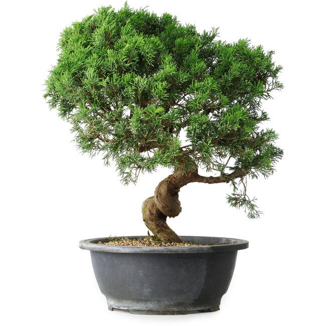 Juniperus chinensis Itoigawa, 36 cm, ± 15 jaar oud
