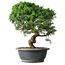 Juniperus chinensis Itoigawa, 36 cm, ± 15 years old