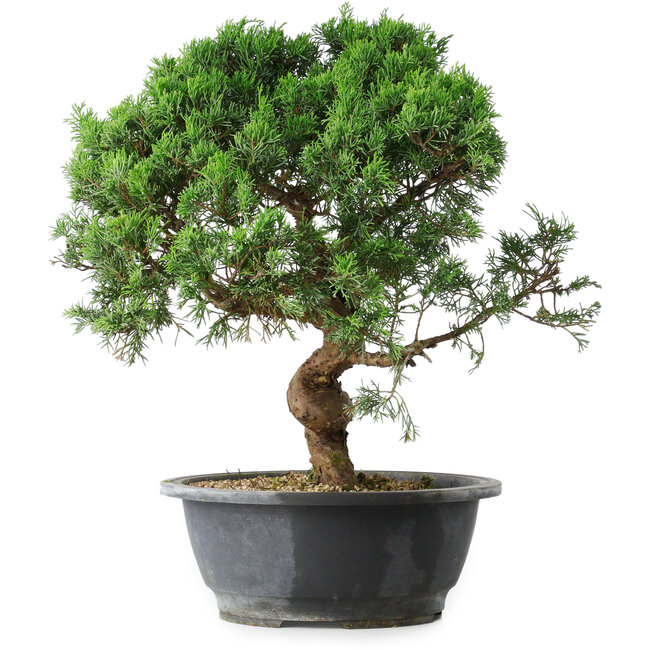Juniperus chinensis Itoigawa, 36 cm, ± 15 Jahre alt