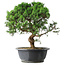 Juniperus chinensis Itoigawa, 36 cm, ± 15 jaar oud