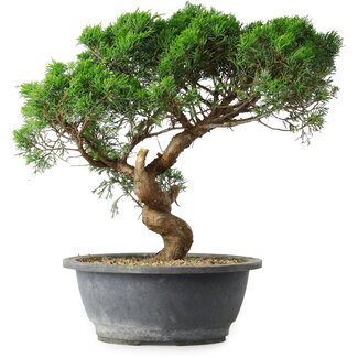 Juniperus chinensis Itoigawa, 36 cm, ± 15 ans