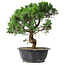 Juniperus chinensis Itoigawa, 36 cm, ± 15 anni