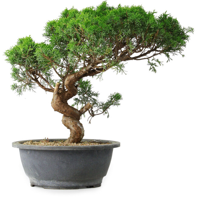 Juniperus chinensis Itoigawa, 36 cm, ± 15 Jahre alt