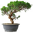 Juniperus chinensis Itoigawa, 36 cm, ± 15 years old