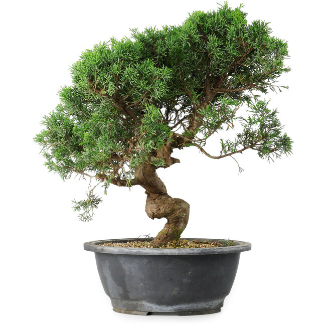 Juniperus chinensis Itoigawa, 36 cm, ± 15 anni