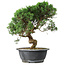 Juniperus chinensis Itoigawa, 36 cm, ± 15 ans